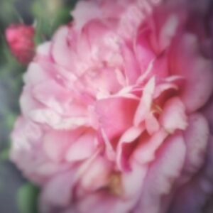 “Le baiser de la rose" de Yola